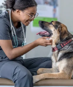 Pet Health & Wellness