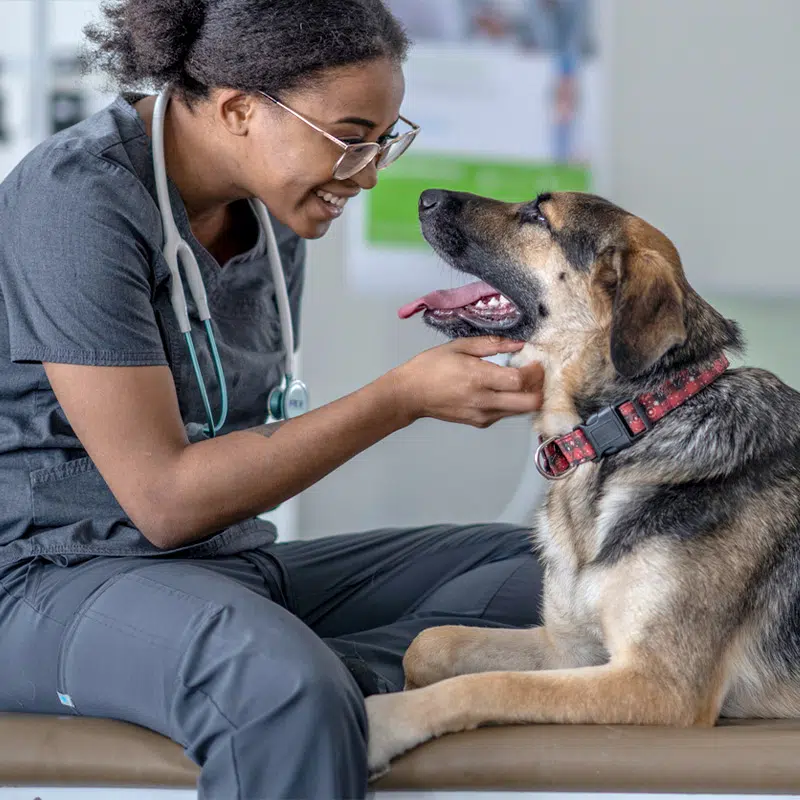 Pet Health & Wellness