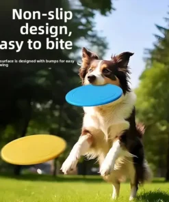 Dog Catch Frisbee