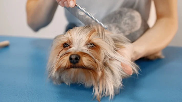 dog grooming at home